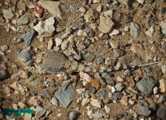 Phrynocephalus scutellatus