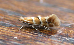 Phyllonorycter emberizaepenella