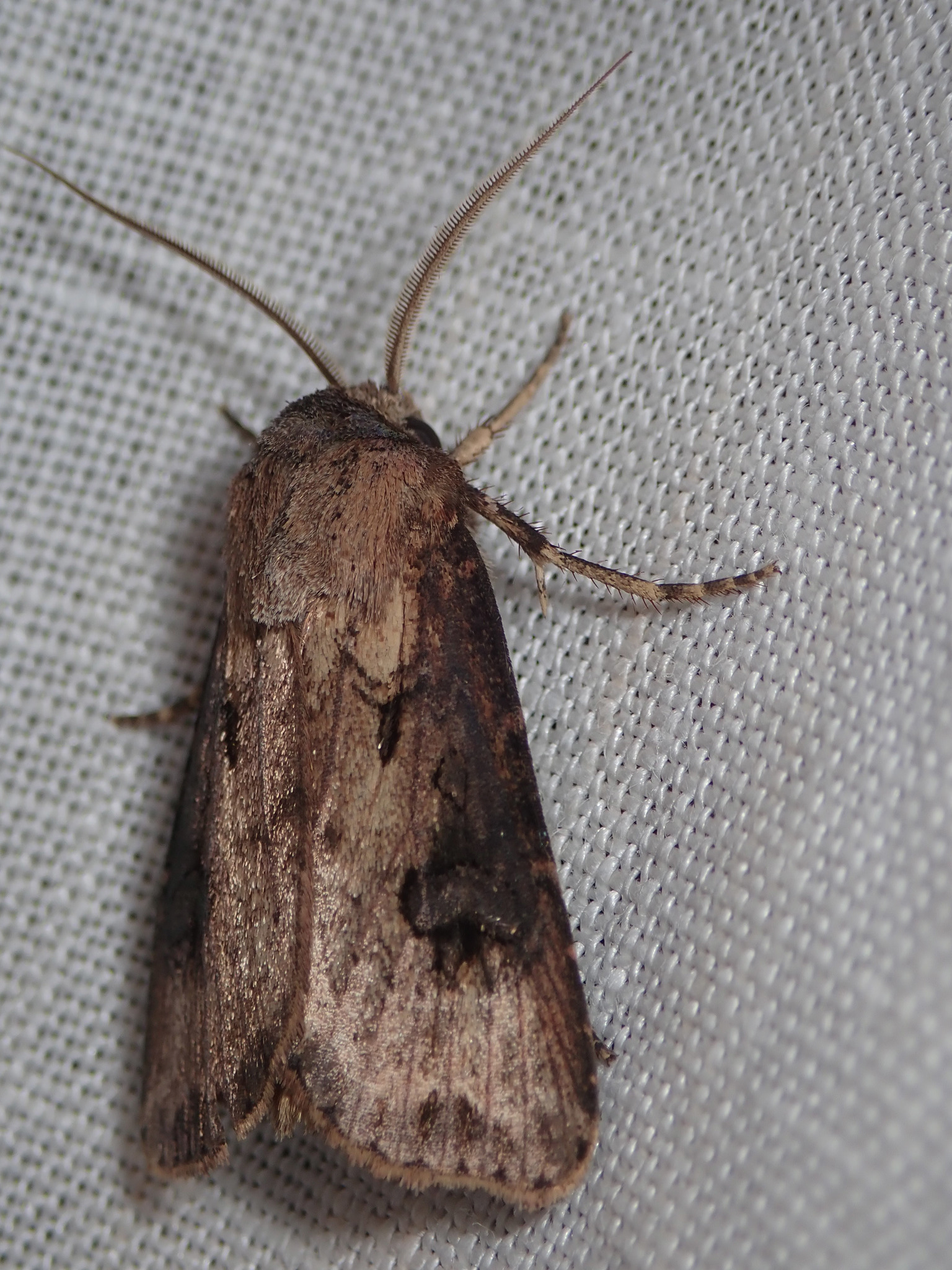 Agrotis tokionis Butler, 1881