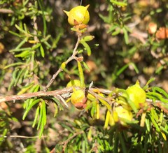 Dodonaea hexandra