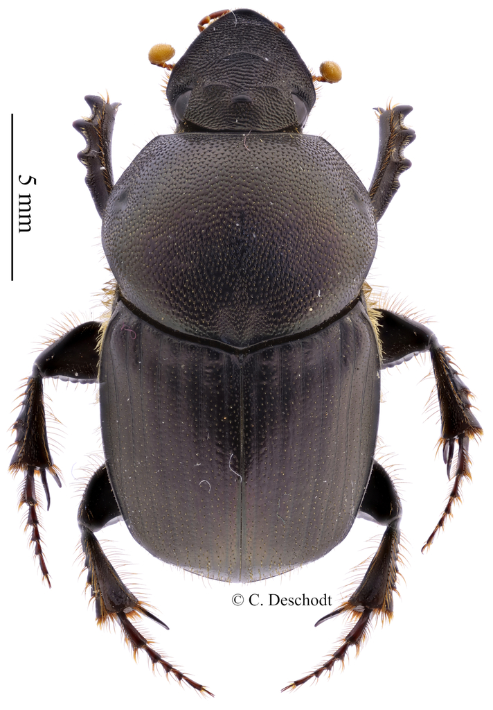 Onitis pseudosetosus