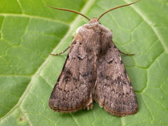 Agrotis cinerea