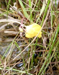 Utricularia