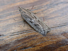 Neofaculta ericetella