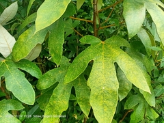 Ficus grossularioides