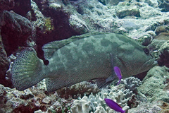 Epinephelus polyphekadion