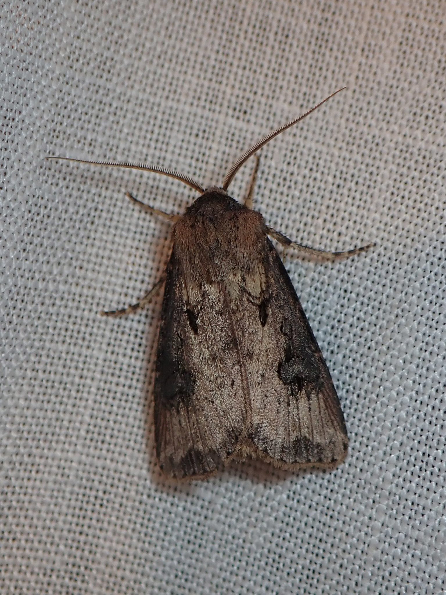 Agrotis tokionis Butler, 1881