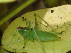 Hexacentrus hareyamai
