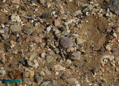 Phrynocephalus scutellatus