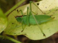 Hexacentrus hareyamai