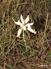 Aloe albida image