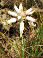 Aloe albida image