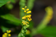Polygala cardiocarpa