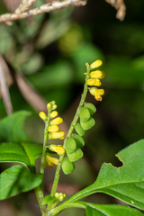 Polygala cardiocarpa