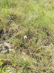 Aloe albida image