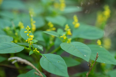 Polygala cardiocarpa
