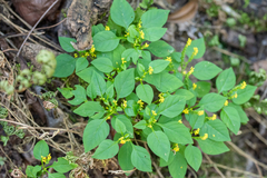 Polygala cardiocarpa