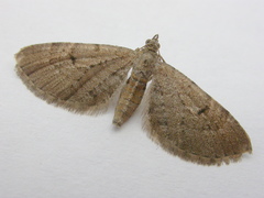 Eupithecia intricata