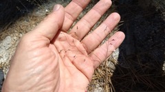 Eriogonum apiculatum