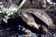 Actinemys marmorata marmorata