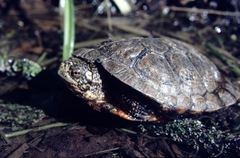 Actinemys marmorata marmorata