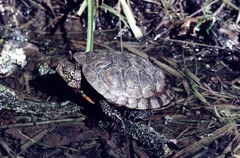 Actinemys marmorata marmorata