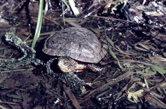 Actinemys marmorata marmorata