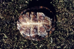 Actinemys marmorata marmorata