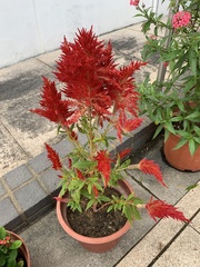 Celosia argentea plumosa