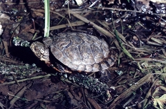 Actinemys marmorata marmorata