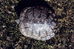 Actinemys marmorata marmorata