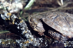 Actinemys marmorata marmorata