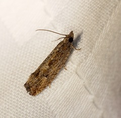 Strepsicrates semicanella