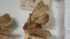 Cerapteryx graminis