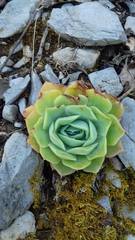 Echeveria simulans