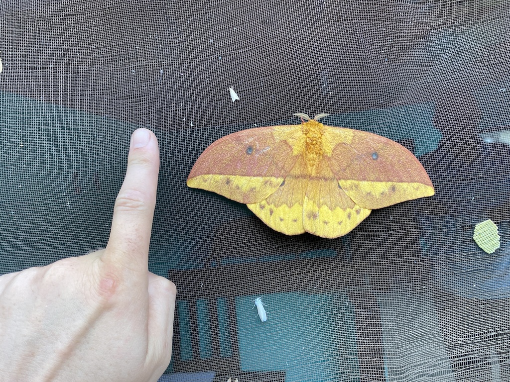 Pseudantheraea imperator