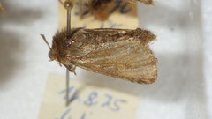 Cerapteryx graminis