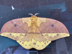 Pseudantheraea imperator