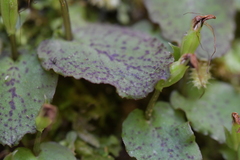 Corybas oblongus