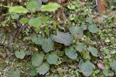 Corybas oblongus