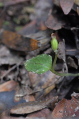 Corybas oblongus