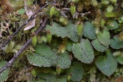 Corybas oblongus