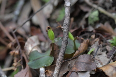 Corybas oblongus