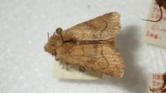 Eriopygodes imbecilla