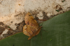 Erastria decrepitaria