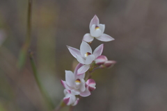 Thelymitra longifolia