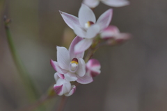 Thelymitra longifolia