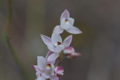 Thelymitra longifolia