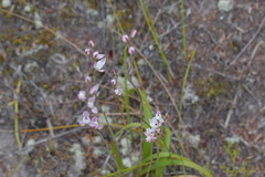 Thelymitra longifolia