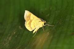 Erastria decrepitaria